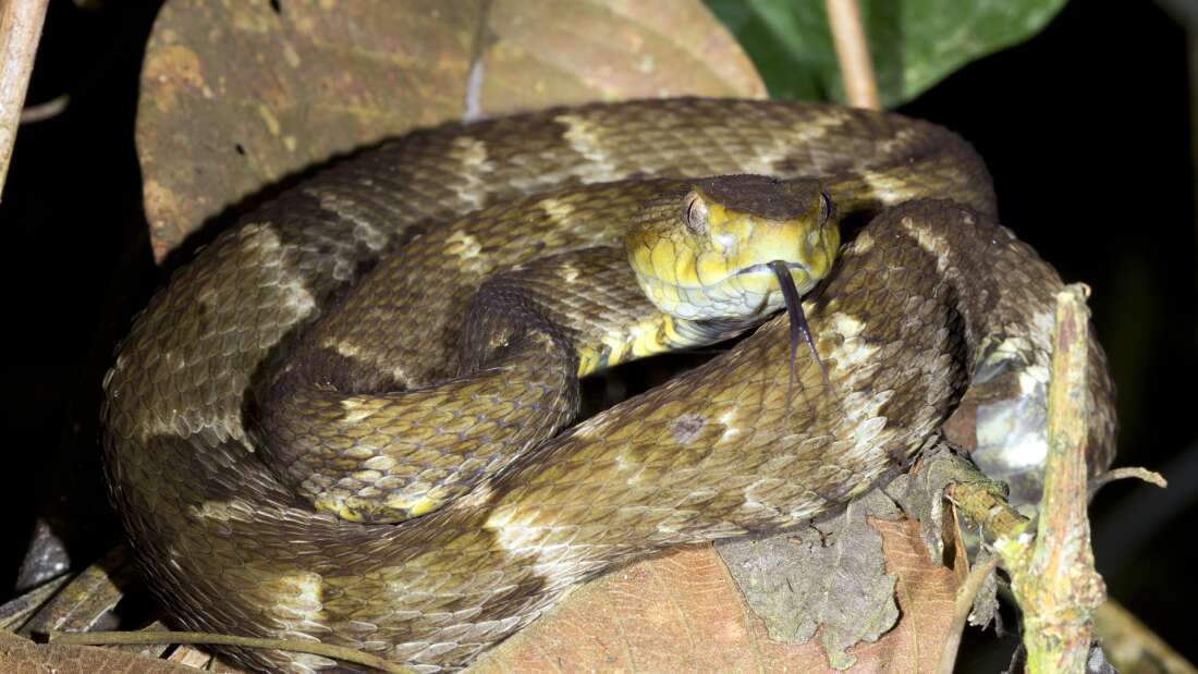 Snake venom turned into life-saving wound sealant