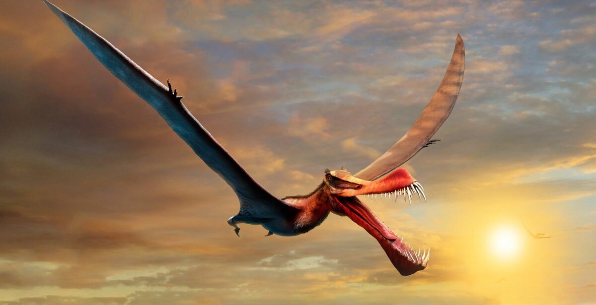 New pterosaur fossil discovered in Queensland was the closest thing we’ve had to a dragon