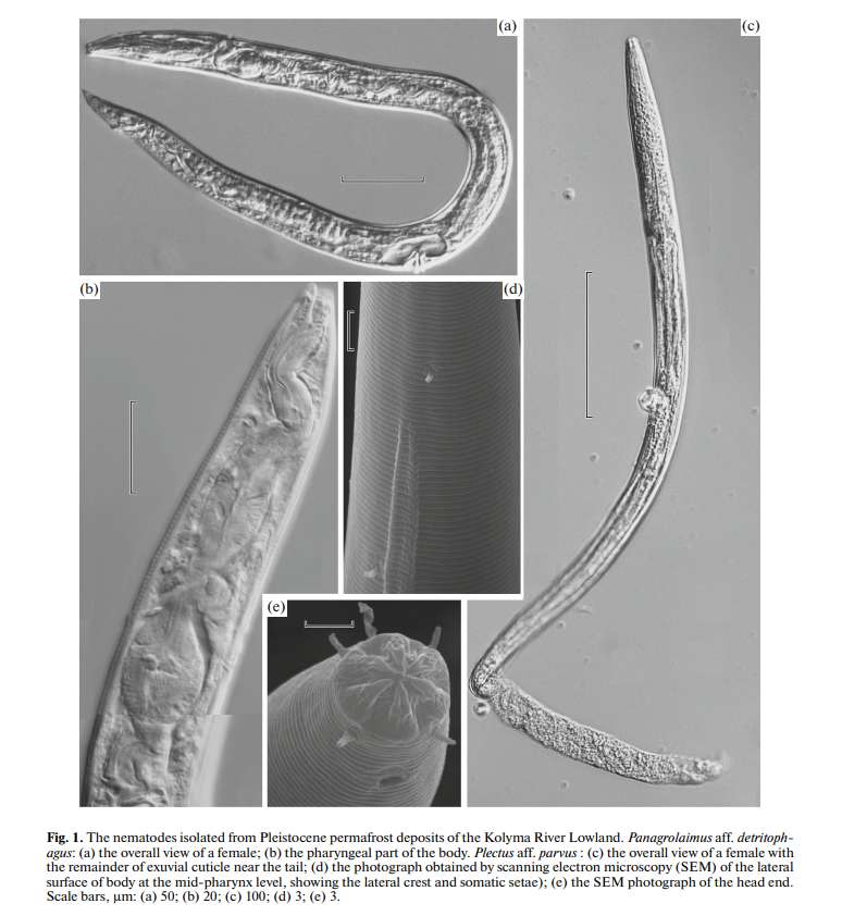 Nematodes come back to life after 42,000 years under the permafrost