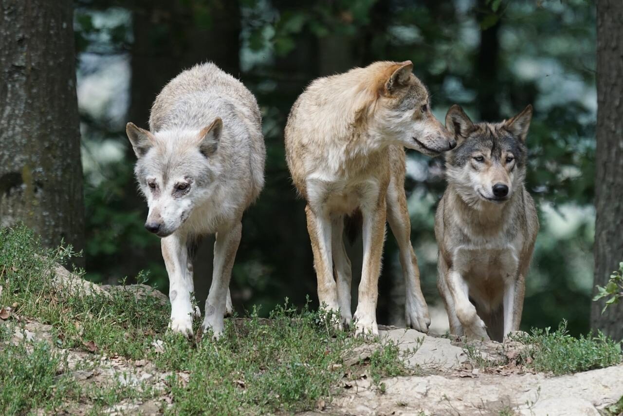 timber wolves, wolves, family-907680.jpg