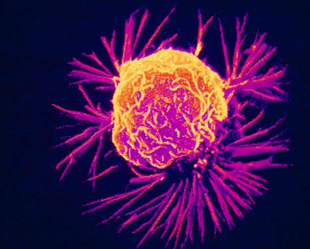 The cancer cells that wake up while we sleep
