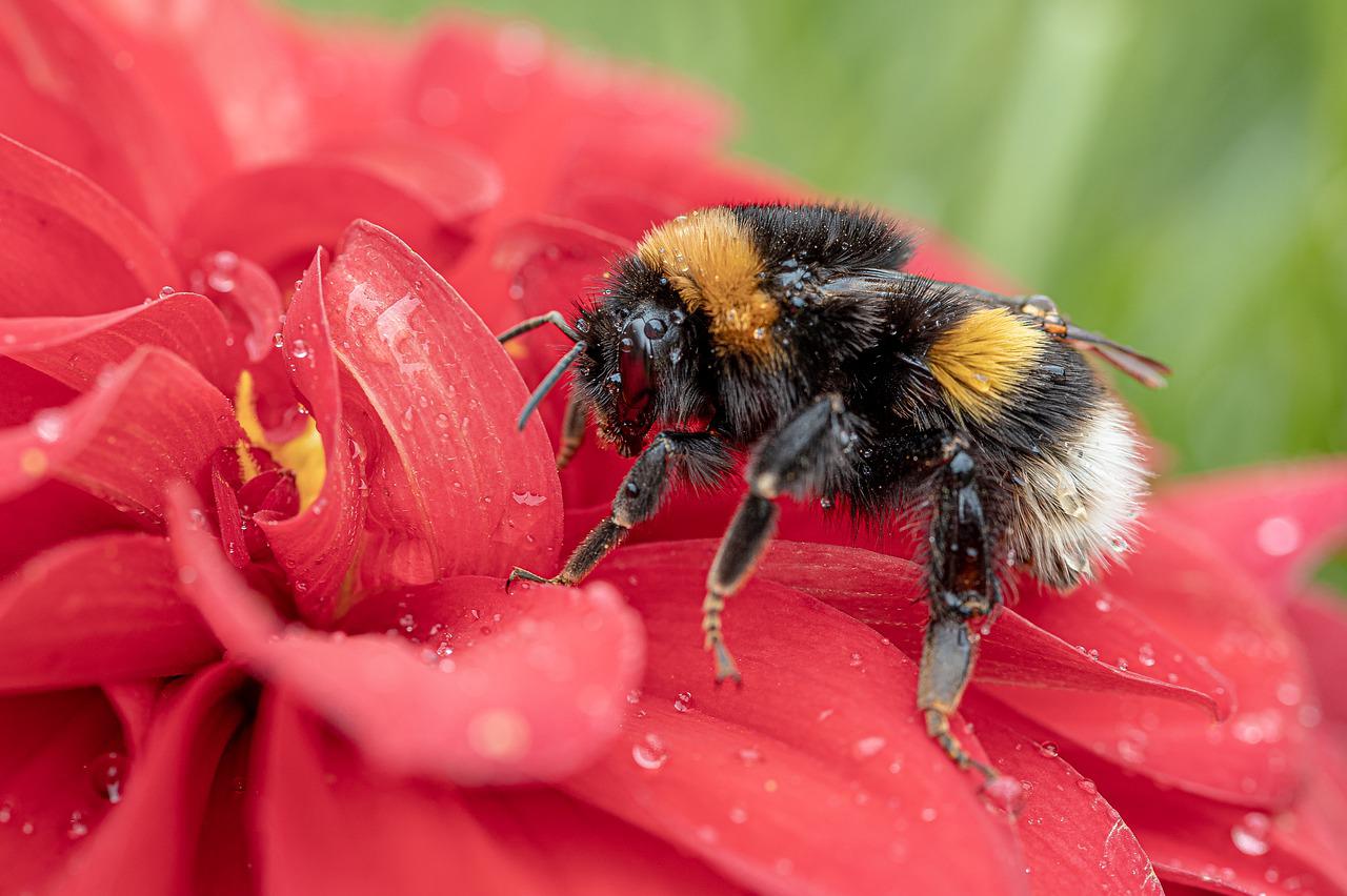 buff-tailed bumblebee, bee, insect-4480904.jpg