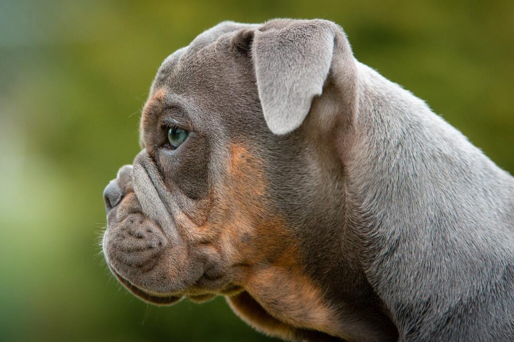 puppies, bulldog, portrait-4233377.jpg