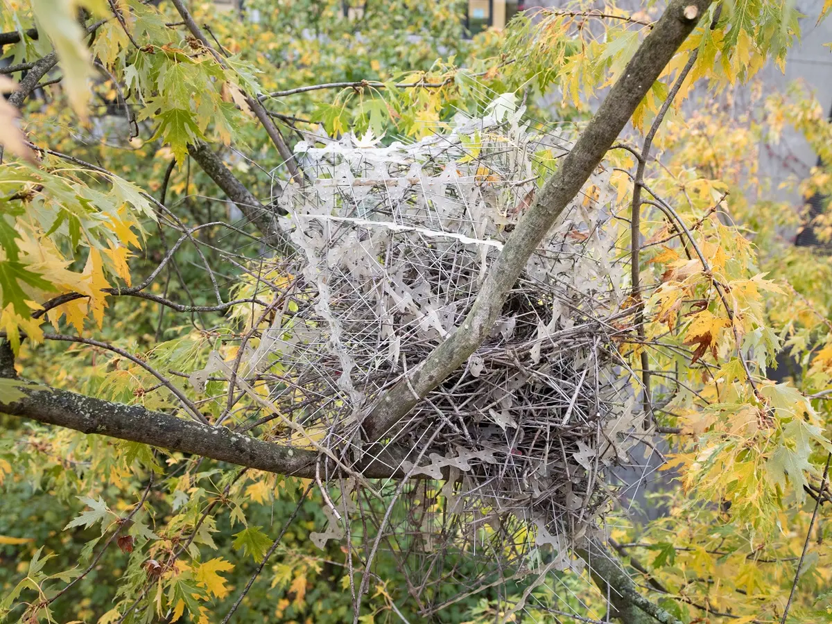 Birds are making nests out of anti-bird spikes