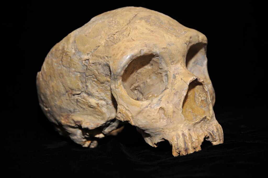 Let’s talk about Neanderthals