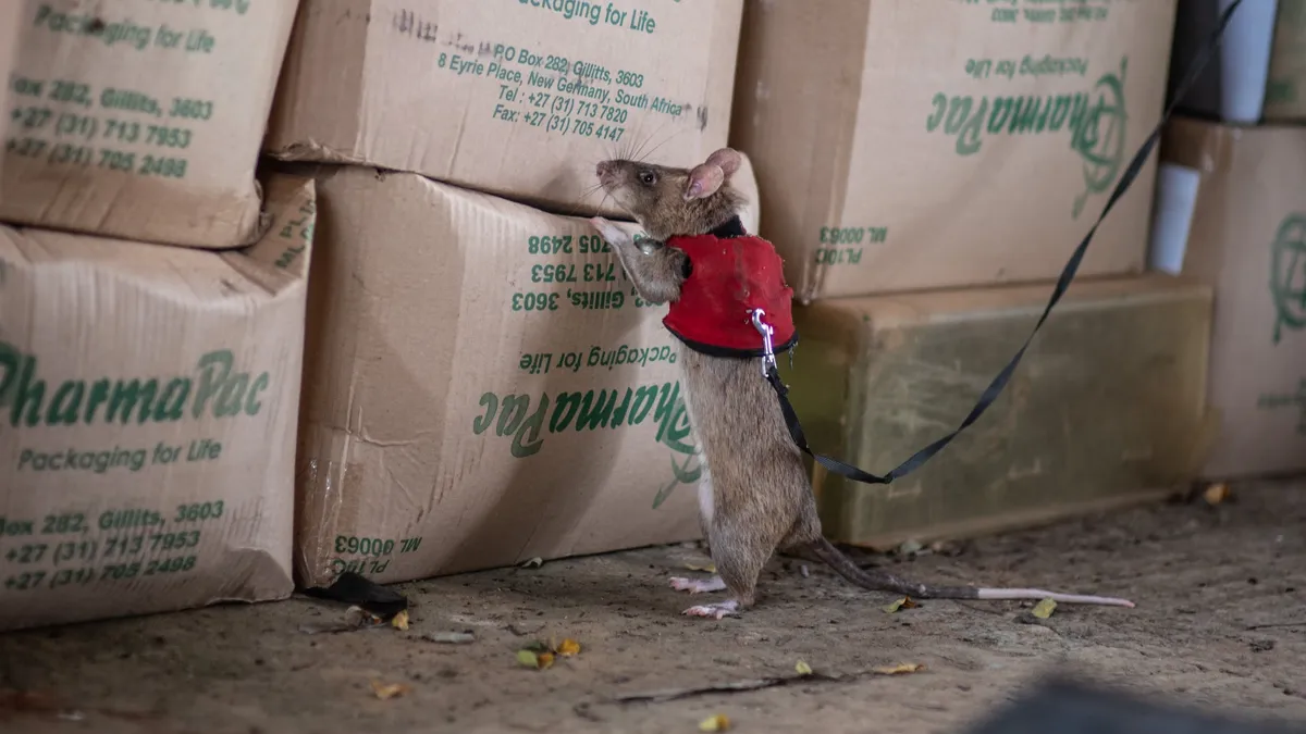 Giant rats in tiny vests trained to sniff out illegally trafficked wildlife