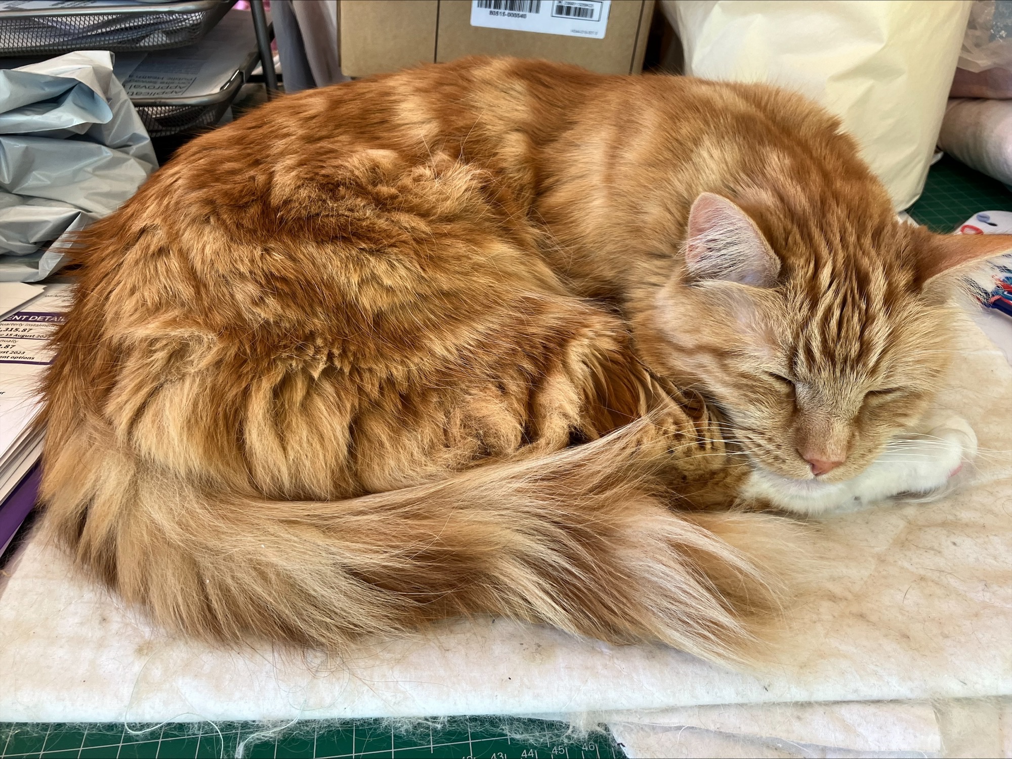 Most cats prefer sleeping on their left side