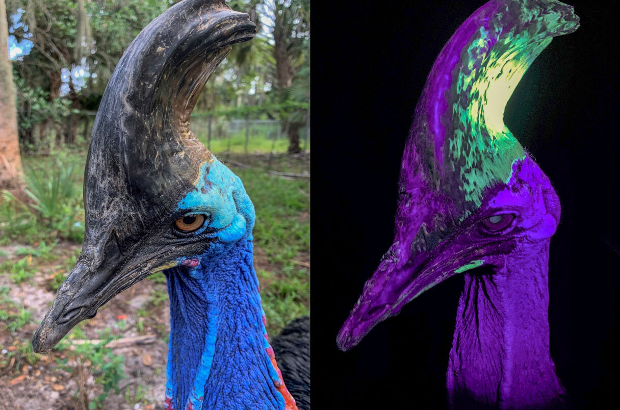Cassowaries glow under UV light